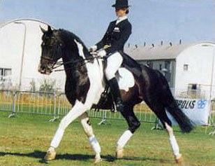 Samber - Coloured KWPN Stallion